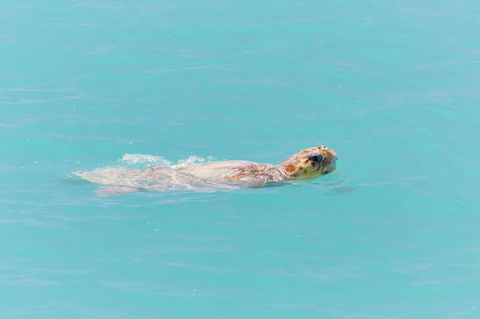 RAC Monkey Mia Dolphin Resort - Accommodation Perth 20