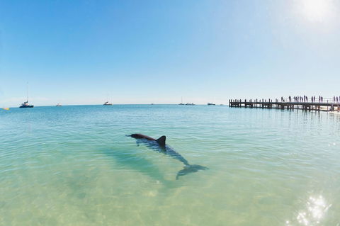 RAC Monkey Mia Dolphin Resort - Accommodation Perth 1