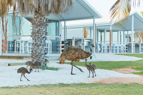 RAC Monkey Mia Dolphin Resort - Accommodation Perth 15