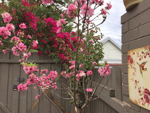 Garden Studio In Cottesloe - Accommodation Perth 10