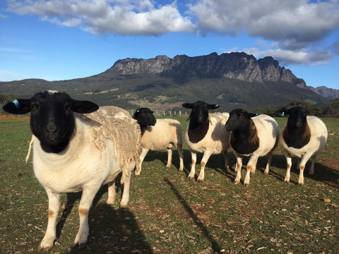Manna Hill Farm - Perth Resorts 28