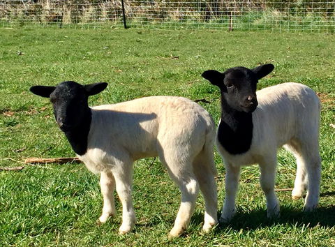 Manna Hill Farm - Perth Resorts 2