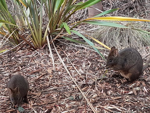 Oyster Cove Chalet - Perth Resorts 16