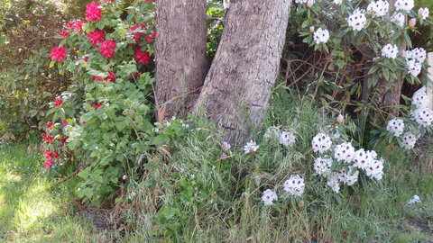 Karoola Cottage Self Contained - Accommodation Perth 16