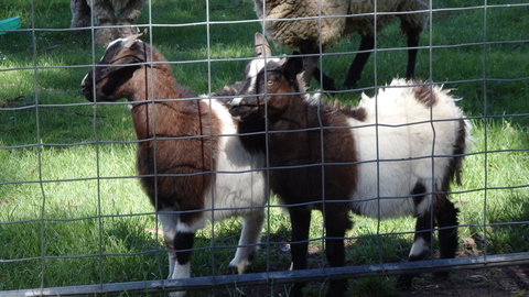 Karoola Cottage Self Contained - Accommodation Perth 18