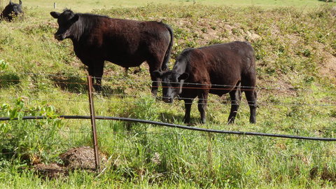 Karoola Cottage Self Contained - Accommodation Perth 15