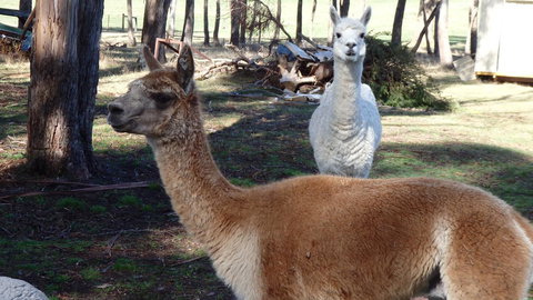 Karoola Cottage Self Contained - Accommodation Perth 26