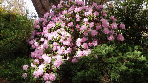 Karoola Cottage Self Contained - Accommodation Perth 13