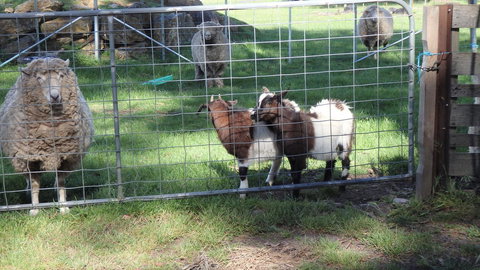 Karoola Cottage Self Contained - Accommodation Perth 12