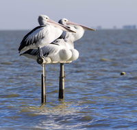 Pelican Perch Retreat - Accommodation Perth