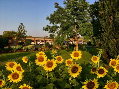Quirindi Sunflower Motor Inn - Perth Resorts 0