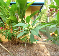 Rainforest Cottage Cairns - Accommodation Perth