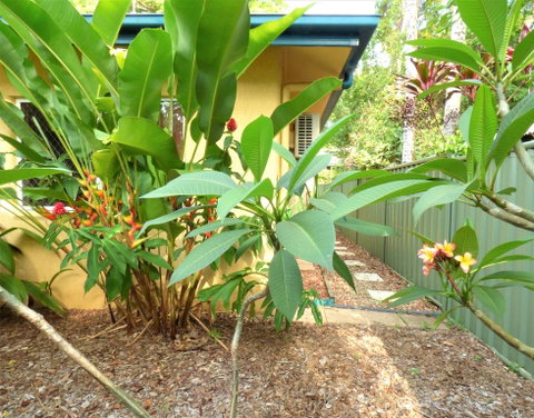 Rainforest Cottage Cairns - Accommodation Perth 0