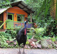 Rainforest Hideaway - Accommodation Perth