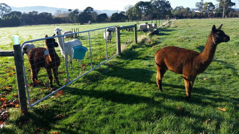 Tamar Valley Farm Stay - Accommodation Perth 2