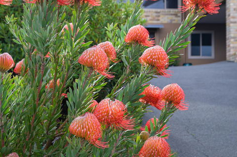 Maria Views Bed & Breakfast - Perth Resorts 1