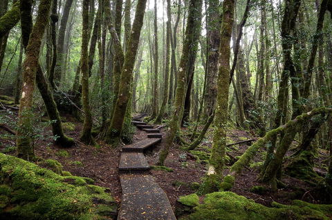 Peppers Cradle Mountain Lodge - Perth Resorts 25