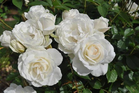 The Mill House Cottage - Perth Resorts 14