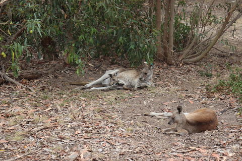 Great Ocean Road Resort - Perth Resorts 17