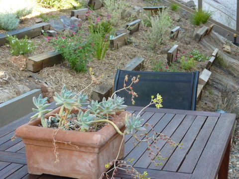 Saje\'s House & Pod - Accommodation Perth 12