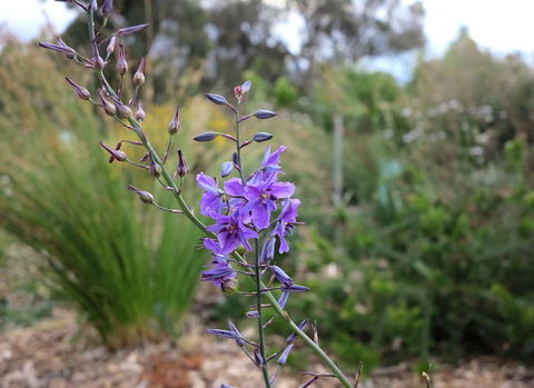 The Chocolate Lily Bed & Breakfast - Perth Resorts 3