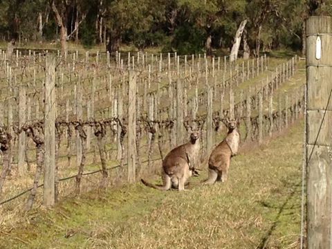 Valley Farm Vineyard Villas - Accommodation Perth 2