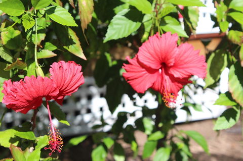 Amaroo On Mandalay, Magnetic Island - Accommodation Perth 35