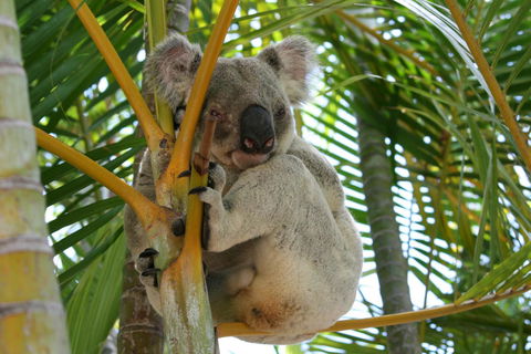 Amaroo On Mandalay, Magnetic Island - Accommodation Perth 44
