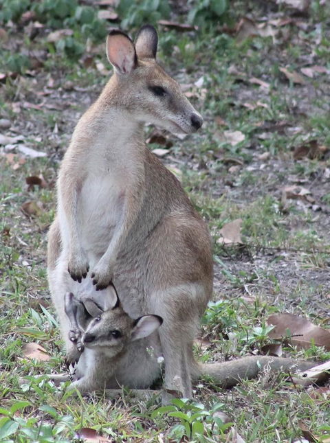 Airlie Beach Eco Cabins - Adults Only - Accommodation Perth 40