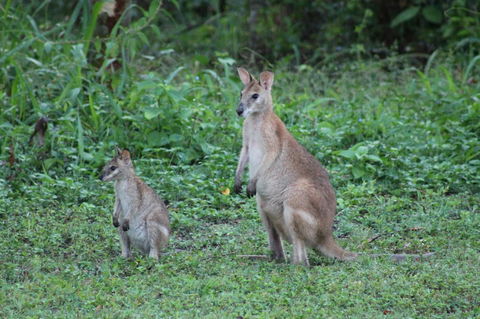 Airlie Beach Eco Cabins - Adults Only - Accommodation Perth 16