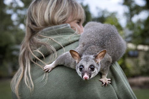 Airlie Beach Eco Cabins - Adults Only - Accommodation Perth 3