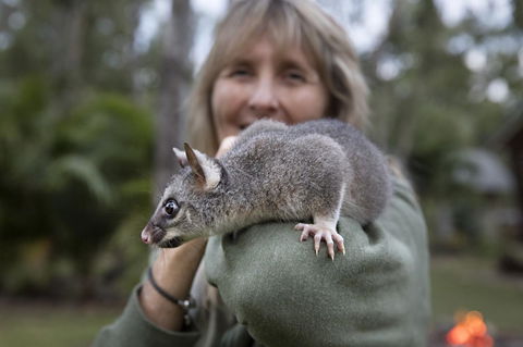 Airlie Beach Eco Cabins - Adults Only - Accommodation Perth 11