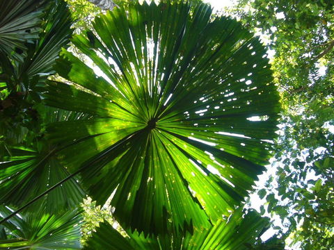Port Douglas Retreat - Accommodation Perth 19