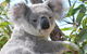 AFFORDABLE ISLAND ESCAPE! Queen Studio, Nelly Bay - thumb 2