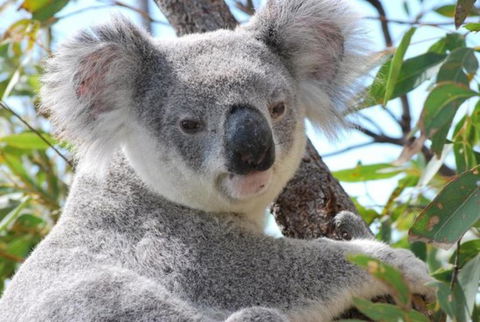 AFFORDABLE ISLAND ESCAPE! Queen Studio, Nelly Bay - Perth Resorts 2