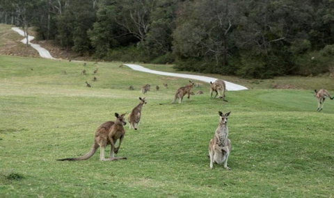Anglesea River Apartment 23 - Perth Resorts 4