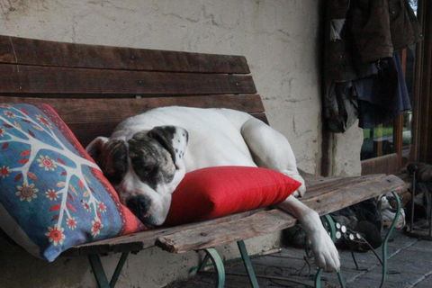Avoca Park Equestrian Farmstay - Accommodation Perth 3