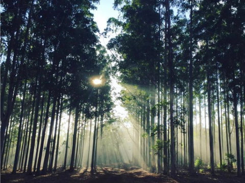 Balingup TimberTop Cottages - Perth Resorts 2