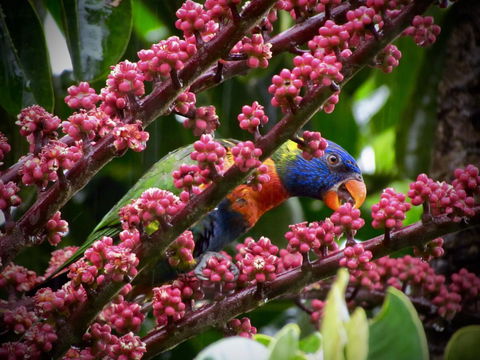 Daintree Manor B&B - Perth Resorts 4