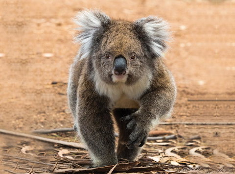 Hanson Bay Cabins - Accommodation Perth 5
