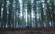 CABN Kuitpo Forest - thumb 2