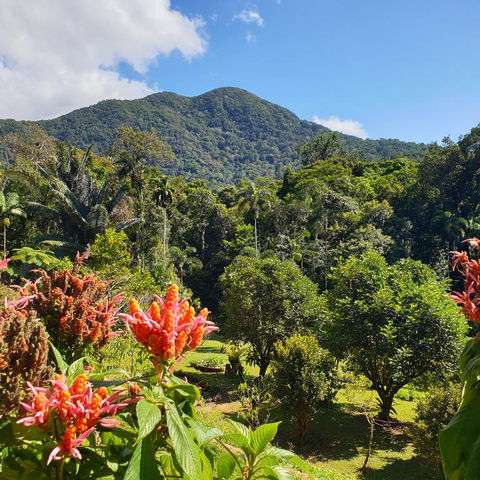 A Daintree Garden - Accommodation Perth 3