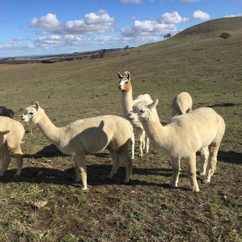 GOULBURN ALPACA FARM STAY - Accommodation Perth 0