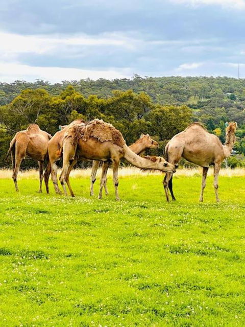 Holiday House - Perth Resorts 1