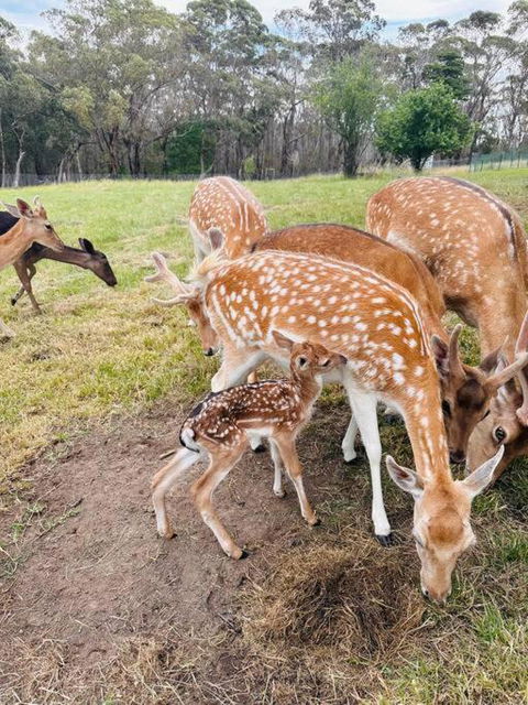 Holiday House - Perth Resorts 0