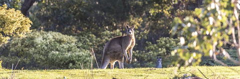 Alkina Lodge - Great Ocean Road - Perth Resorts 3