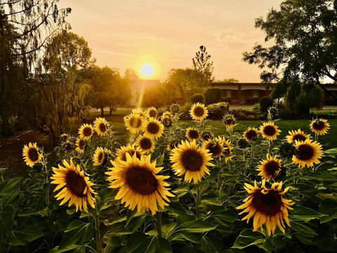 Quirindi Sunflower Motor Inn - Perth Resorts 0