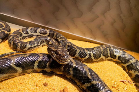 Pinnacles Desert (Private) Day Tour - Accommodation Perth 1