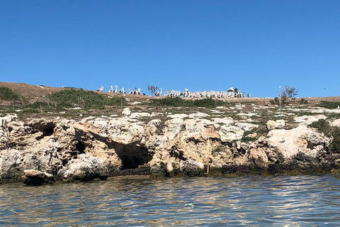 Penguin Island And Fremantle - Canoe, Chocolate & Coffee - Accommodation Perth 5