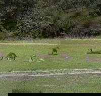 Yanchep  Lancelin - Wildlife Cave And Sands - Accommodation Perth